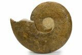 Toarcian Ammonite (Harpoceras) Fossil - France #301631-1